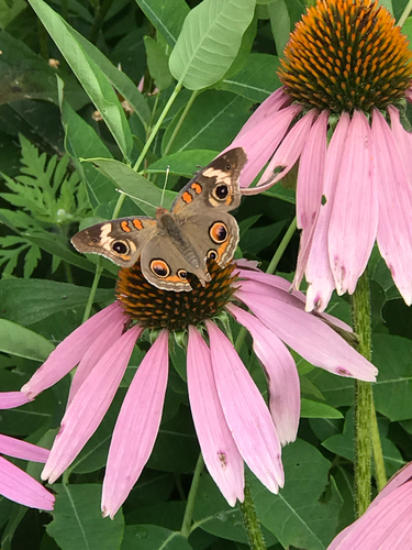 iNaturalist observation photo of Common Buckeye