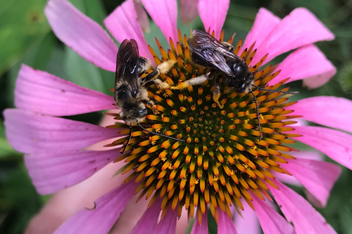 iNaturalist observation photo of Two-spotted Longhorn Bee