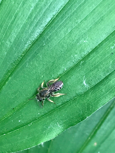 iNaturalist observation photo of Bees