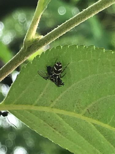 iNaturalist observation photo of Zebra Jumping Spider
