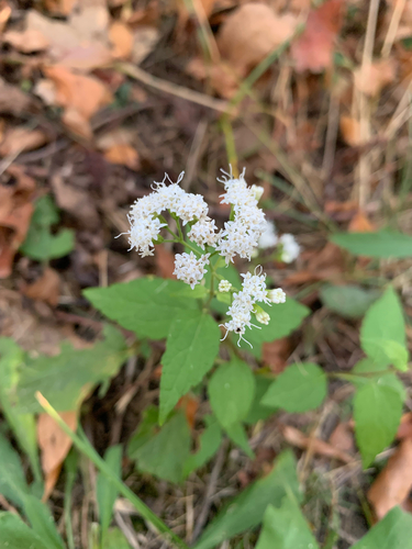 iNaturalist observation photo of white snakeroot