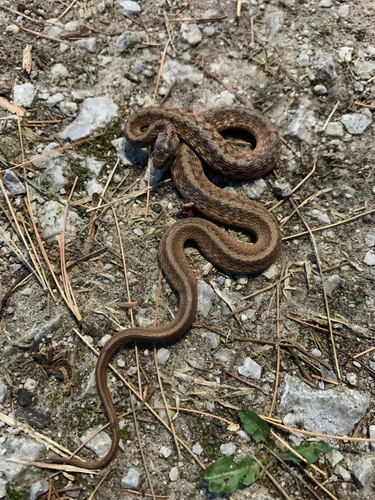 iNaturalist observation photo of DeKay's Brownsnake