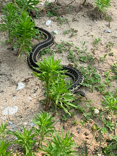 iNaturalist observation photo of Common Garter Snake