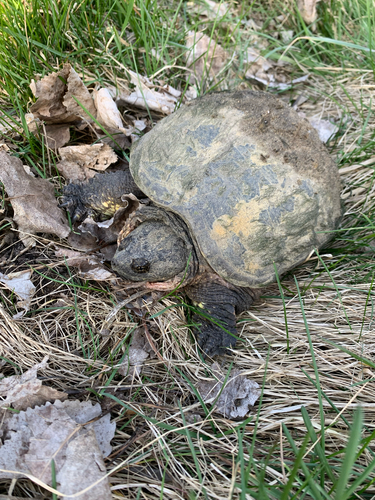 iNaturalist observation photo of Common Snapping Turtle