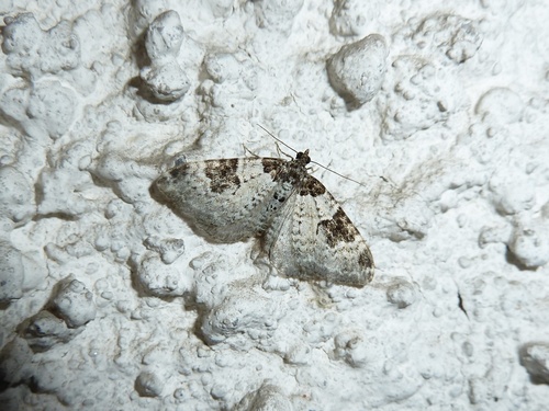 Garden Carpet