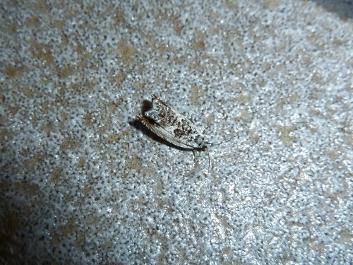 Aspen Roller