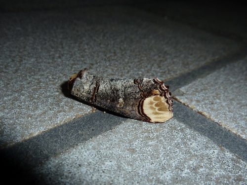 Buff-tip