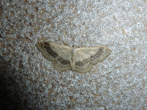 Riband Wave