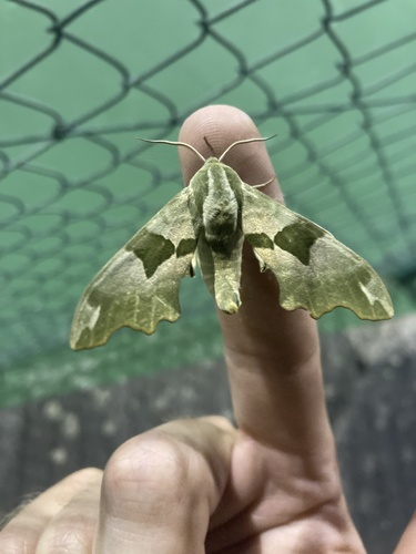 Lime Hawkmoth