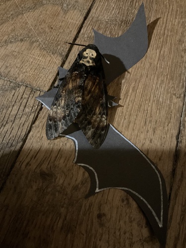 Death's Head Hawkmoth