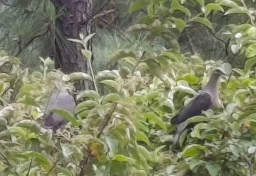 Ring-tailed Pigeon