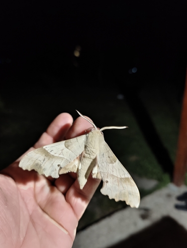 Oak Hawkmoth