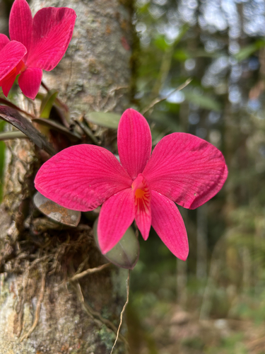 Cattleya coccinea