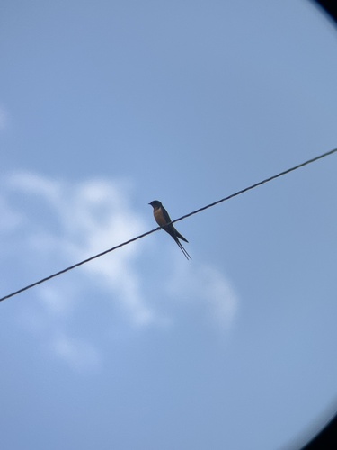 Barn Swallow