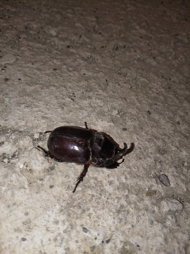 Oryctes nasicornis corniculatus