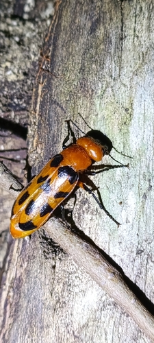 Cissites maculata
