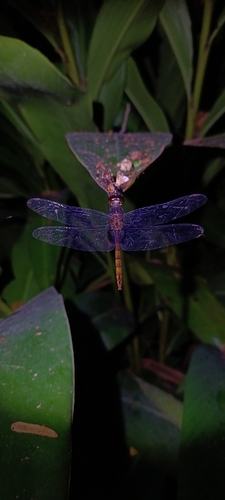 Garnet Glider
