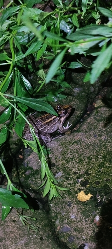 Miranda's White-lipped Frog