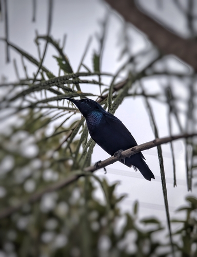 Purple Sunbird