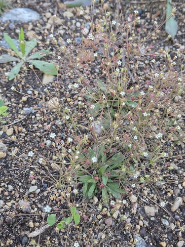 pygmy-flower rock-jasmine