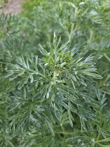 absinthe wormwood