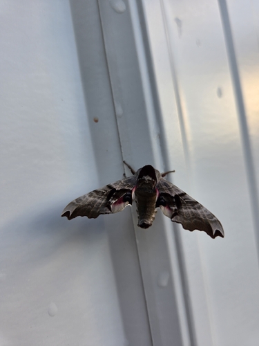 Twin-spotted Sphinx