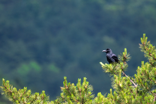 Large-billed Crow