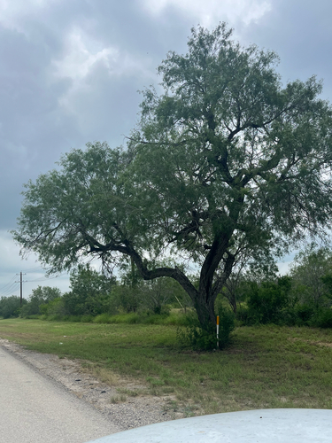 honey mesquite