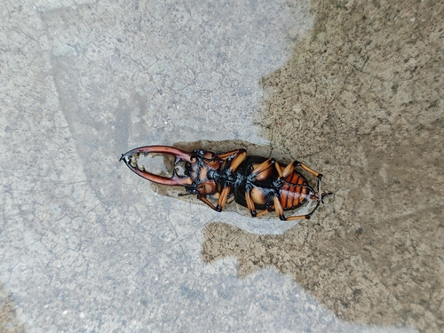 Prosopocoilus astacoides blanchardi