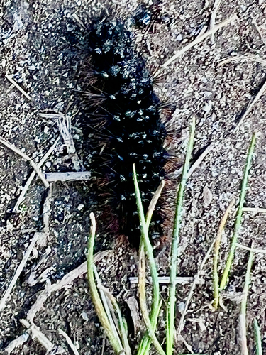 iNaturalist observation photo of Apantesis