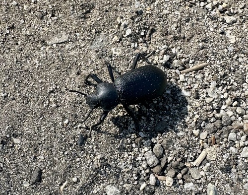 iNaturalist observation photo of Serrated Darkling Beetle
