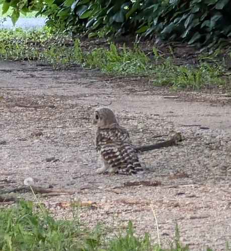 Barred Owl