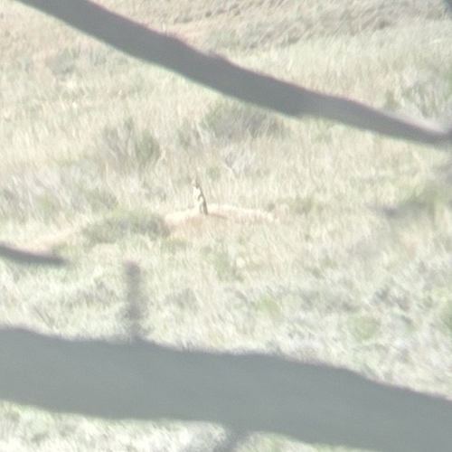 Utah Prairie Dog observed by ryant1