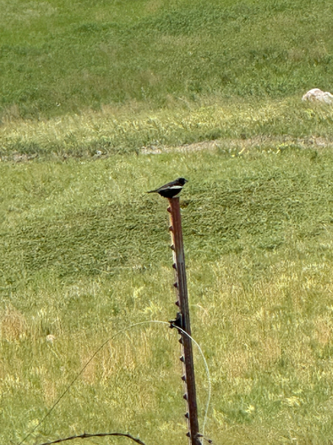 Lark Bunting