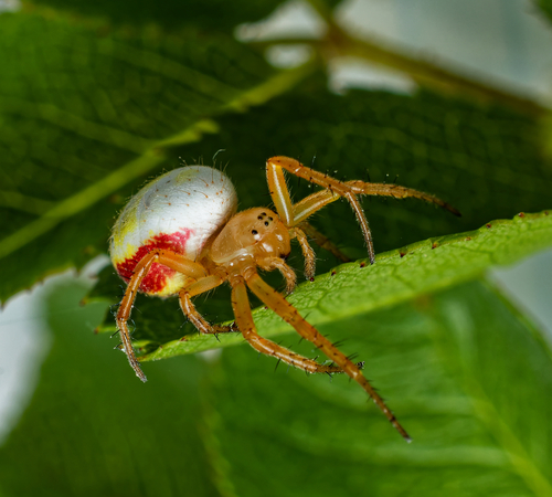Six-spotted Orbweaver