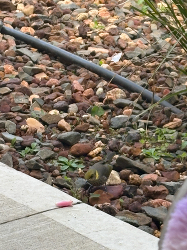 Yellow-plumed Honeyeater