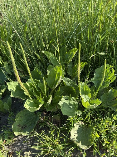 greater plantain