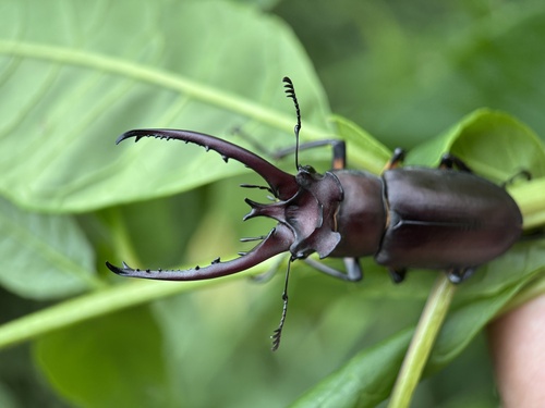 Lucanus hermani