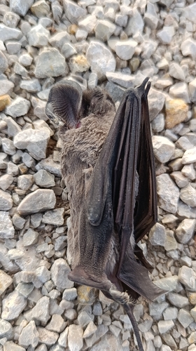 European Free-tailed Bat