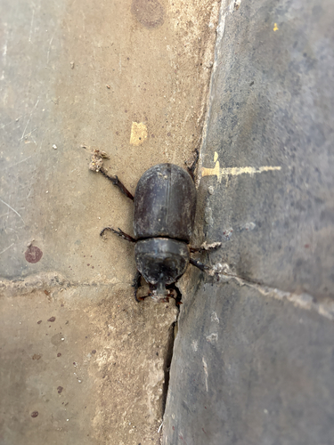 Coconut Rhinoceros Beetle