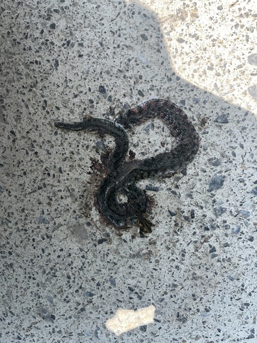 Chinese Tiger Keelback