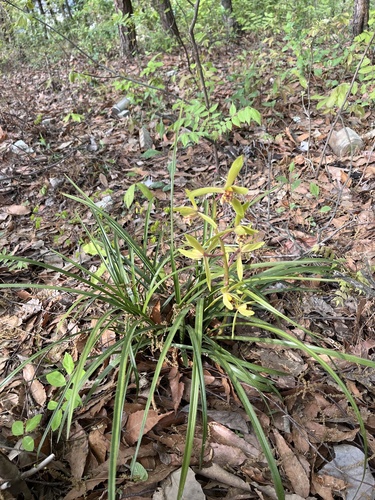 Cymbidium faberi