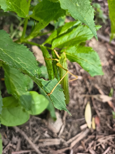 Great Green Bush-cricket
