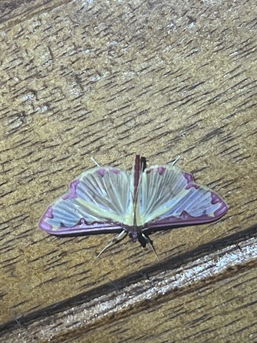 Purple-edged Pearl