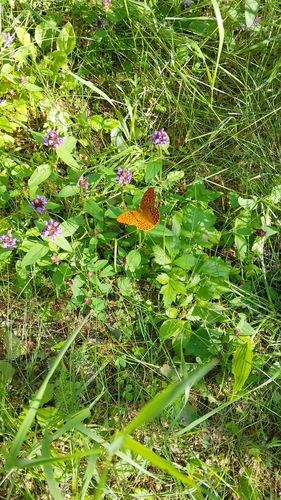 Silver-washed Fritillary