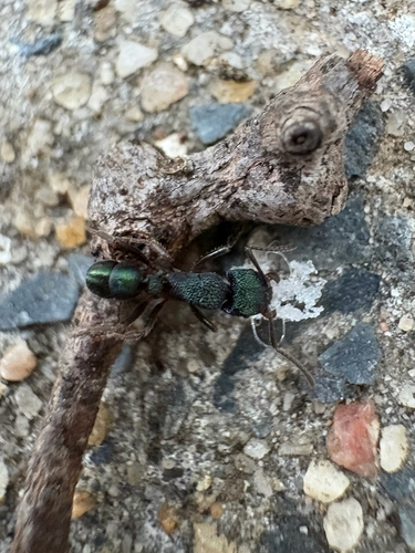 Green-head Ant