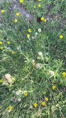 rabbitfoot clover