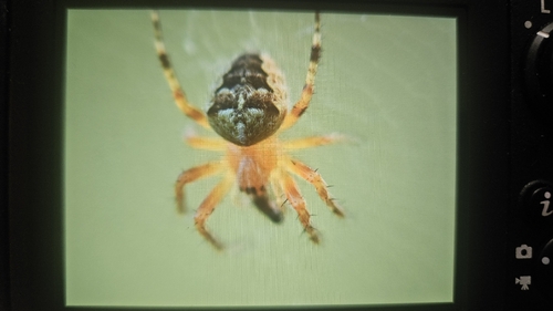 Cross Orbweaver