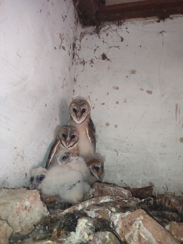 Western Barn Owl