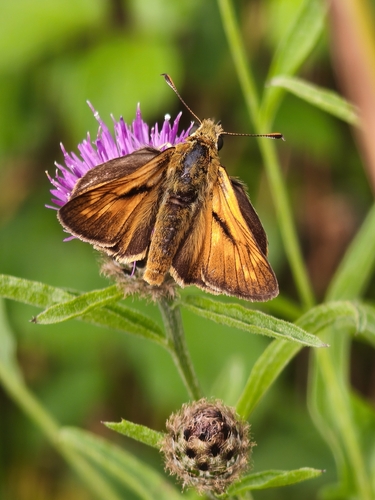Large Skipper